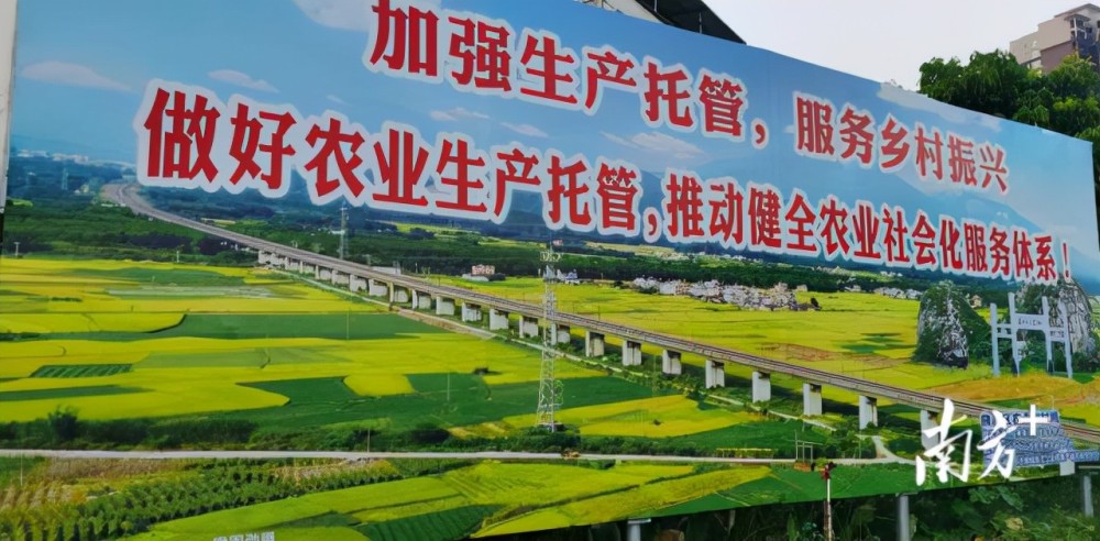 乡村振兴看曲江:亿级马坝油粘米产业焕新颜