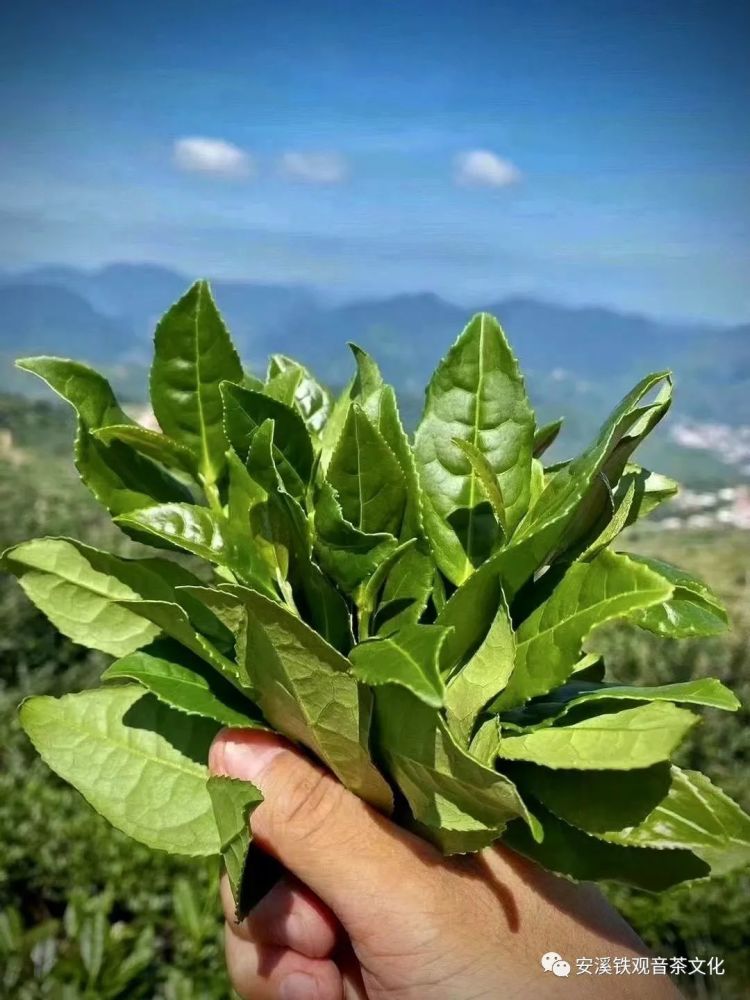 铁观音茶树图片红心图片