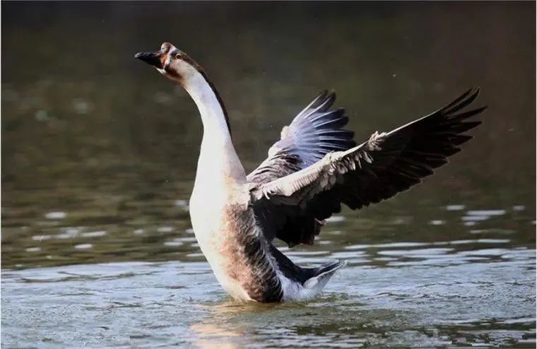 开平马冈鹅体型中等,结构匀称,头,嘴,脚皆乌黑色,羽毛灰黑色,与其他