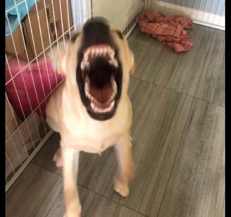 主人下班回来晚了狗狗愤怒对他龇牙咧嘴嘴巴张得好大怕了怕了