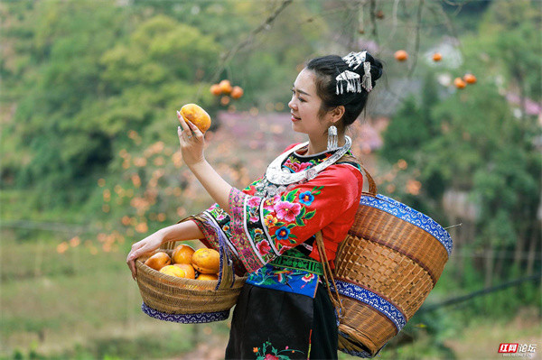每日一图湖南当火红的柿子遇上美女这样的丰收美景你心动了吗
