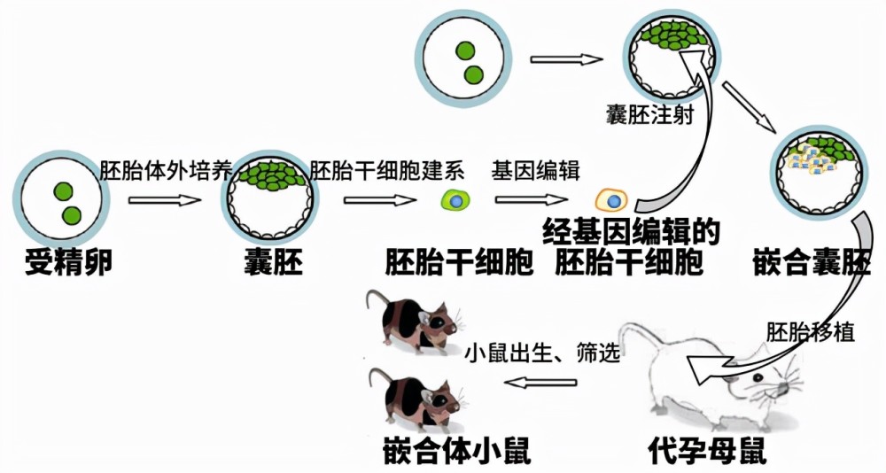 嵌合体是相反的情况,胚胎发育中也有吸收的现象,两个异卵双胞胎早期