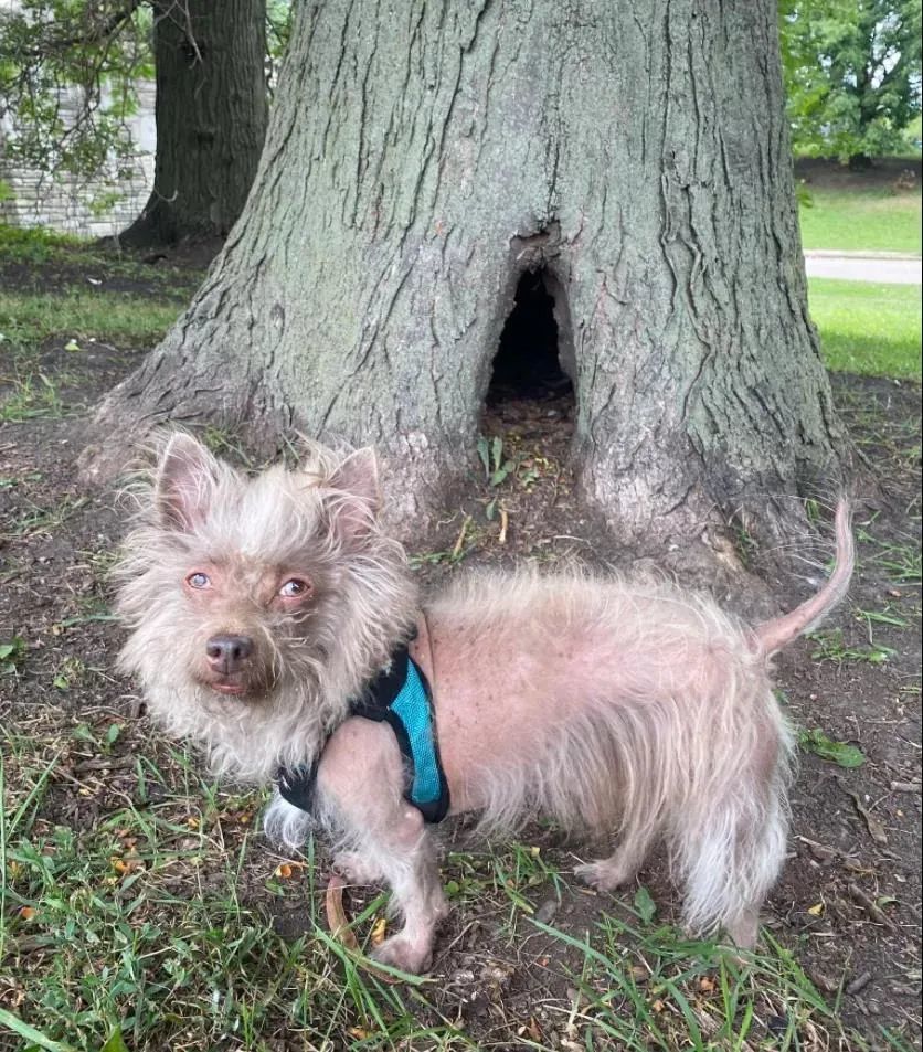 黑色泰迪办狗证被拒绝网友一看笑喷这长得也太别致了