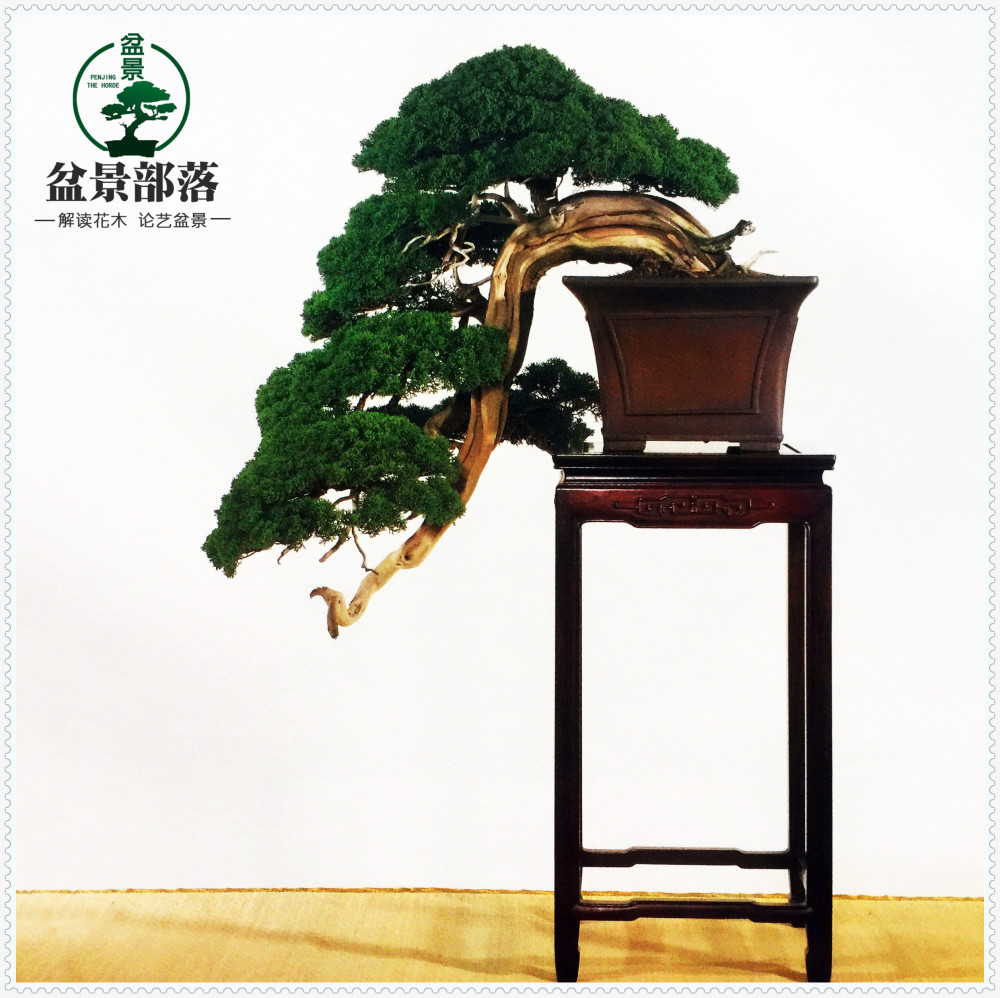 盆景部落 中国盆景的起源历史 腾讯新闻