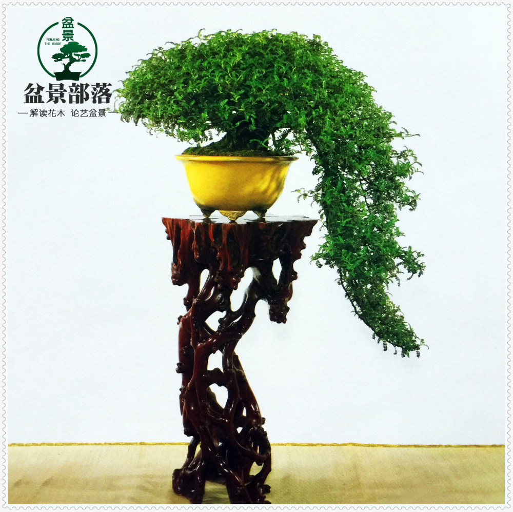 盆景部落 中国盆景的起源历史 腾讯新闻