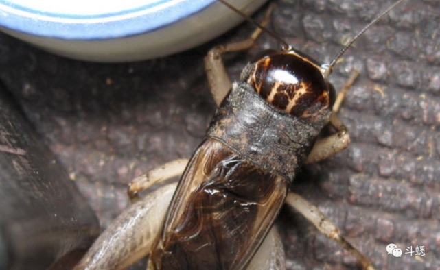 蟋蟀鉴赏:铁脖青