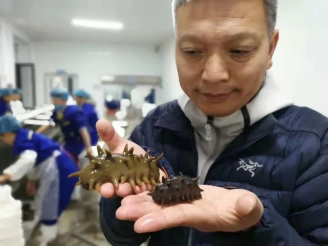 这是一颗350克活海参低压工艺做出来的35克鲜食海参.