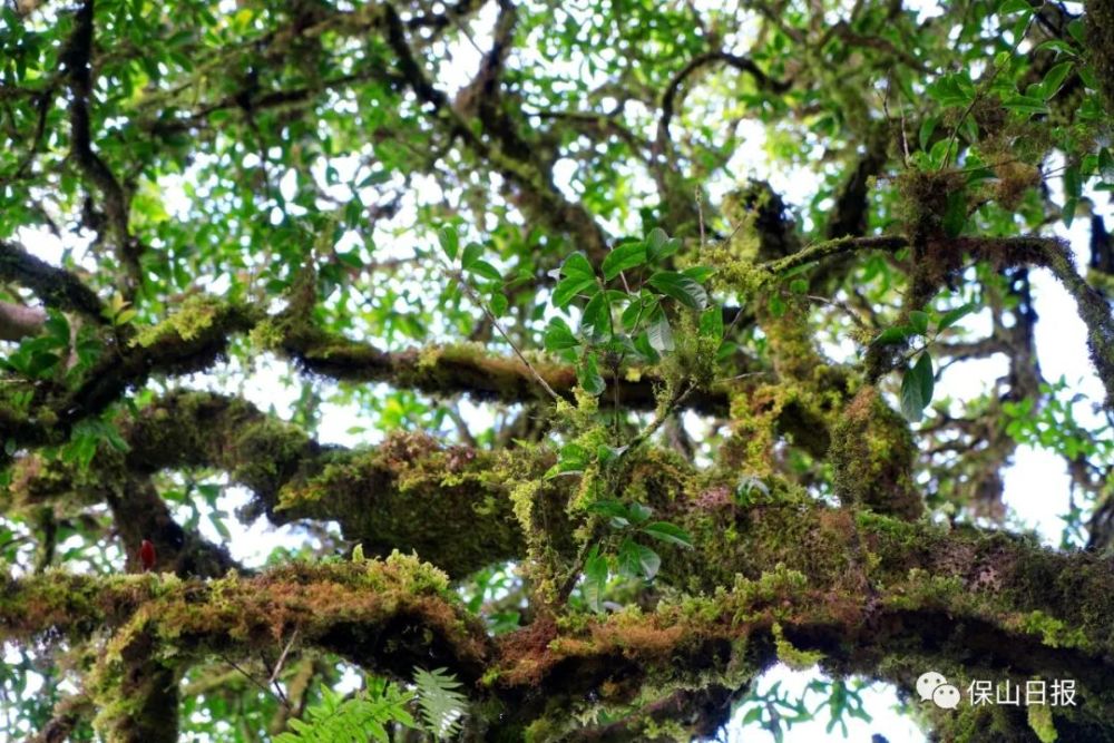 昌宁发现野生桂花古树群落