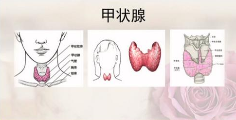 甲狀腺疾病秋季養生指南送到,快來看看秋季怎麼保護甲狀腺吧!