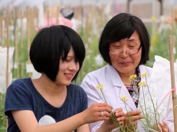 张凤兰:创造出一个"白菜王国"的女专家|白菜|北京市农林科学院|张凤兰