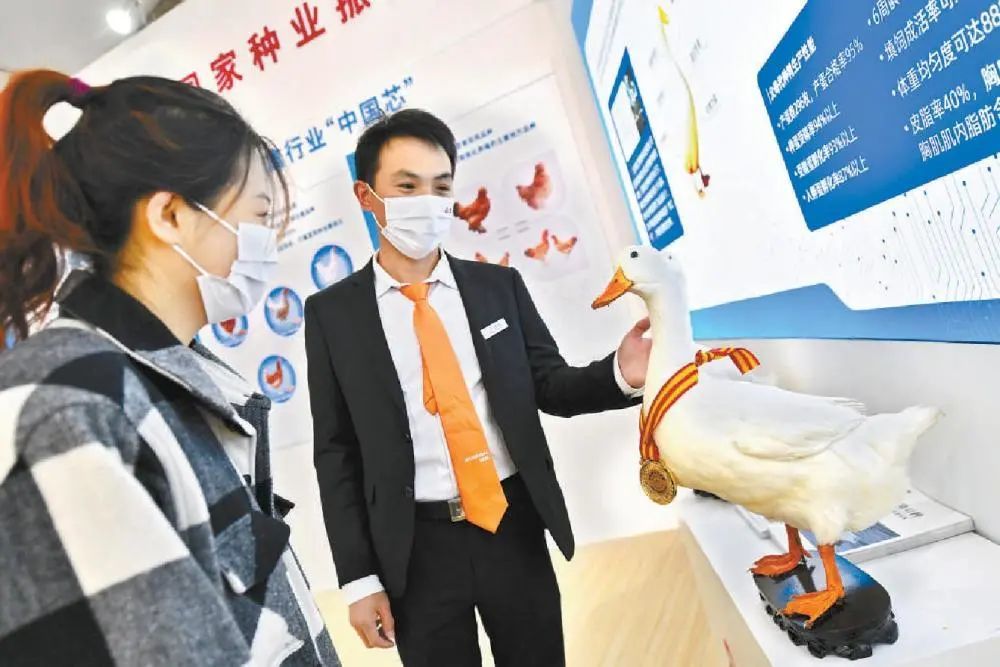 板栗蒸鸡功效与作用产业北京鸭近期新增病例鸭