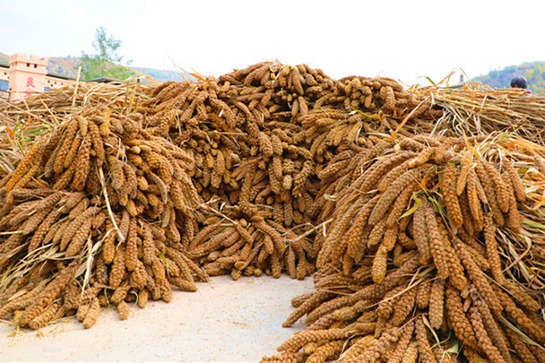 【我把丰收献给党】陕西吴起县五谷城镇:最是丰收谷黄时_腾讯新闻