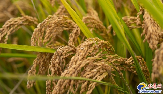 金稻收割忙 江宁淳化奏响乡村振兴"丰收曲"