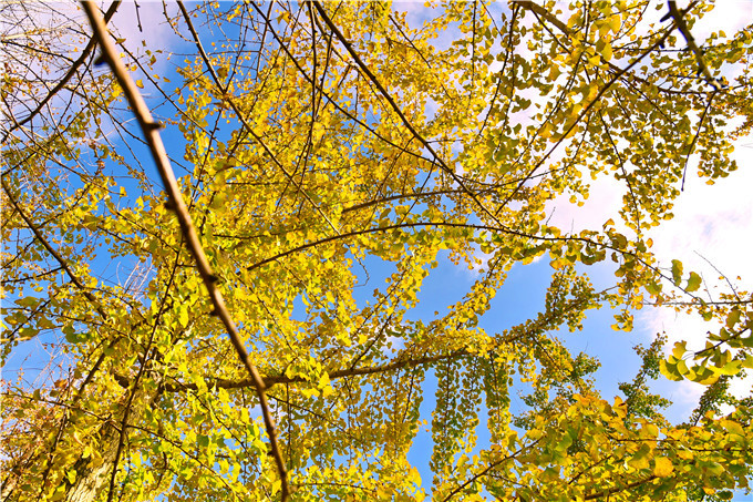 广东赏银杏不只是有帽子峰,还有阳山小江镇,顺便打卡神峰关