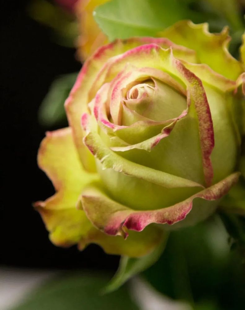 云南省农科院花卉所培养的月季新品种"翡翠"