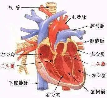 76心臟辮膜的體表投影.77頭勁部靜脈.78板障靜脈