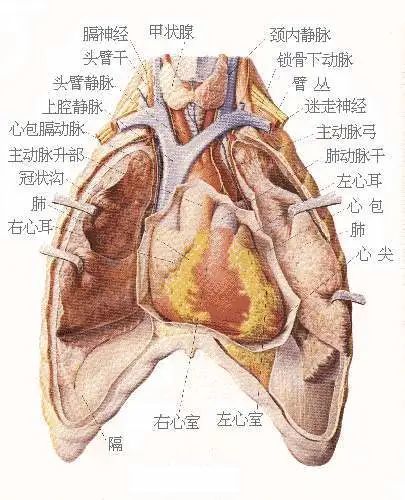 男女人體-心窒-內腔-靜脈-淋巴管-淋巴結-絕妙彩色圖譜71心窒內腔及空