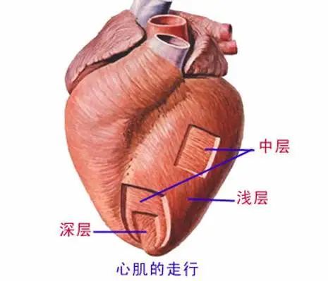 75心包.76心臟辮膜的體表投影.77頭勁部靜脈.78板障靜脈.79椎靜脈叢.