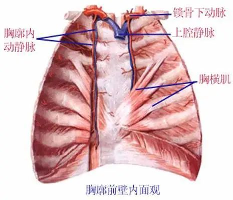 最全的人體內臟結構圖(收藏版)