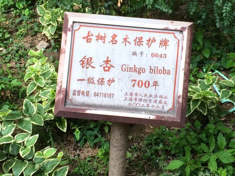 百年百树永泰街银杏上海建城的见证