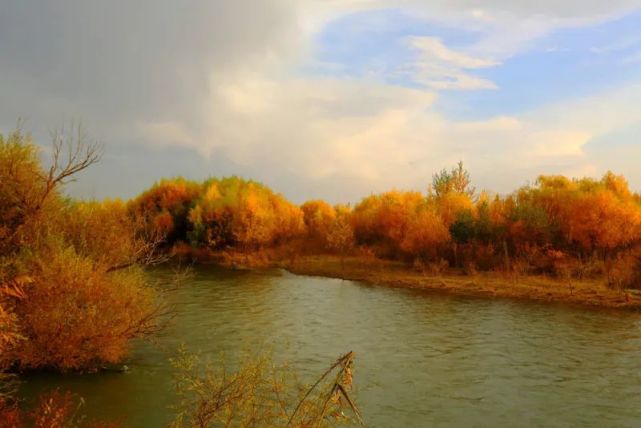 图说新疆新疆伊宁市伊犁河畔芳草湖遍地金黄满目秋
