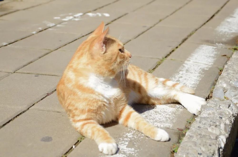 尚德湖边,一只猫猫耷拉着脑袋,仿佛在说:"今天尚德湖的水又涨了一点"