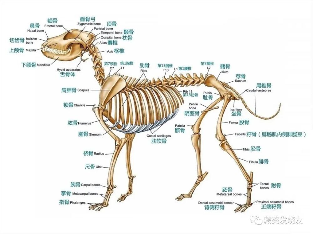 赏獒,何时能由表及里?2005年发表_腾讯新闻