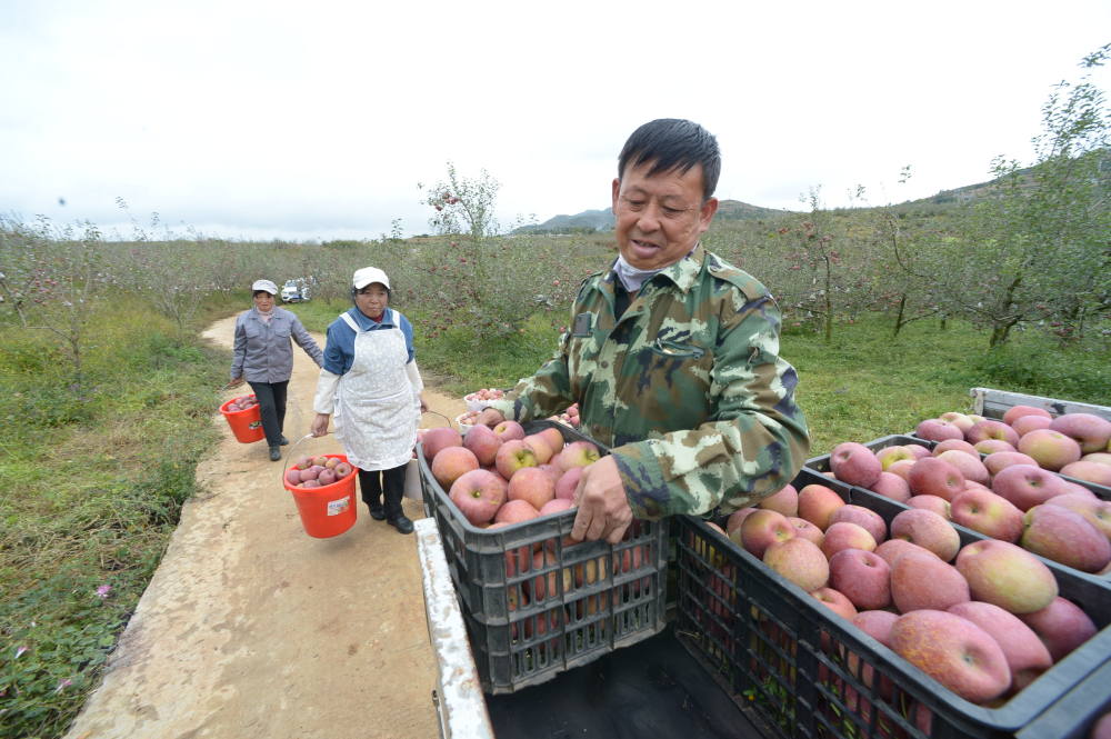 圖片故事曹傑和他父親的愛心蘋果園