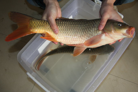 名气大价格贵为何黄河鲤鱼总能甩其他水域鲤鱼几条街