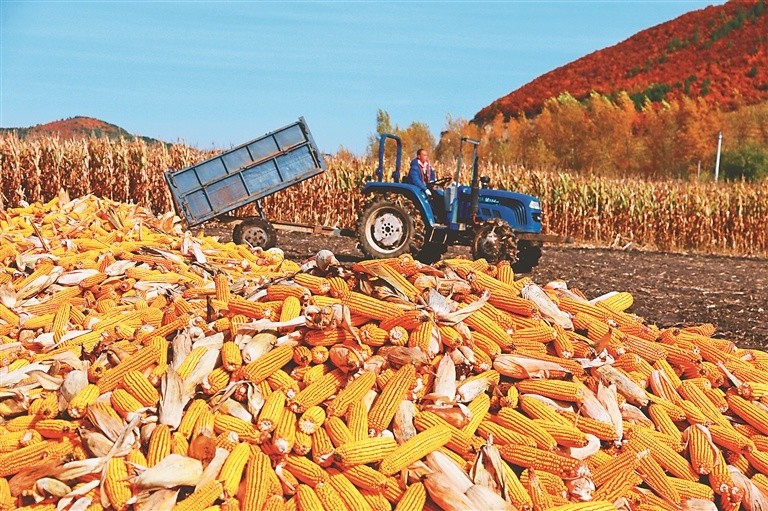 佳木斯秋收盛景高质量"上线"已收获粮食作物超九成