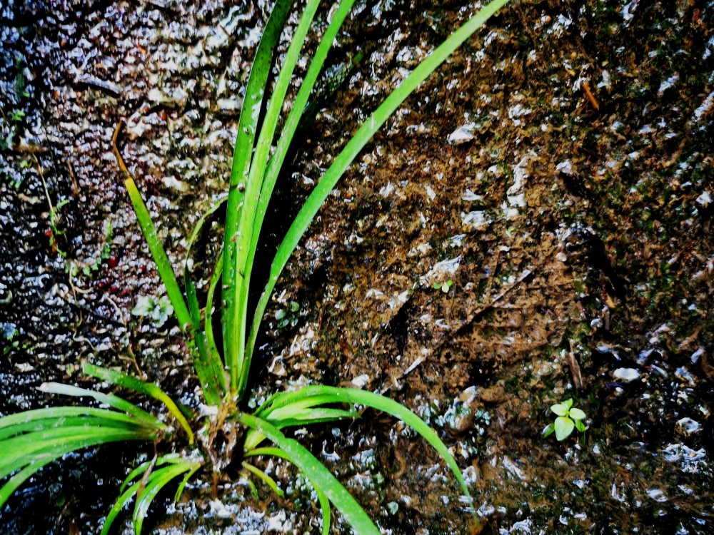 身边的中草药 石菖蒲 腾讯新闻