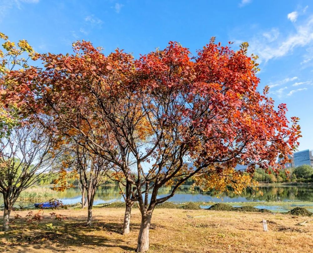 快来！您想欣赏的秋景，都在滨河公园新东方一对一收费明细