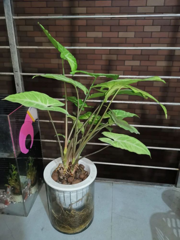 水培的盆栽合果芋,给适当光照,可以快速长叶生根