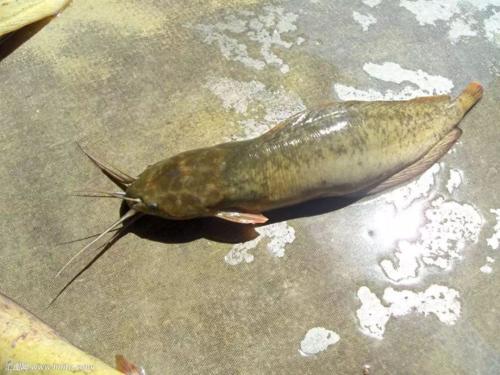 釣鬍子鯰就用這幾種餌一鉤一餌一條魚一點不誇張