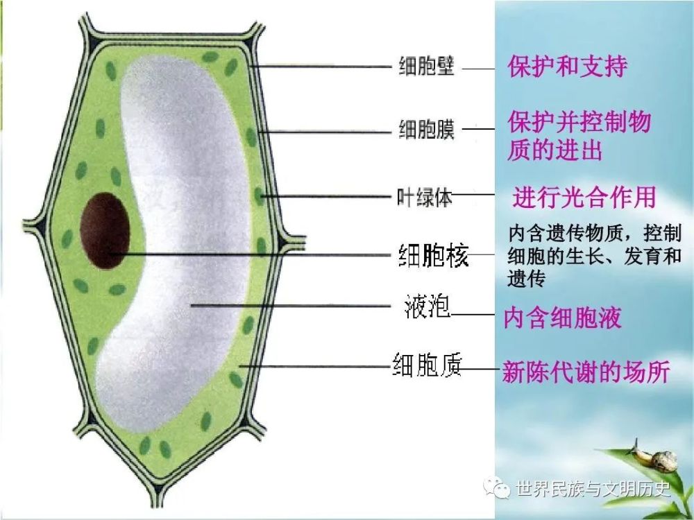 地球生物全系列 植物篇 植物界概述 三 腾讯新闻
