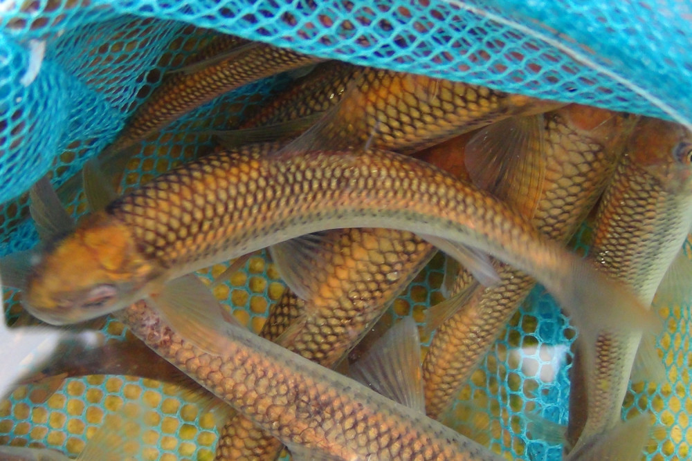 我国的五大贡鱼一个比一个名贵你吃过几种