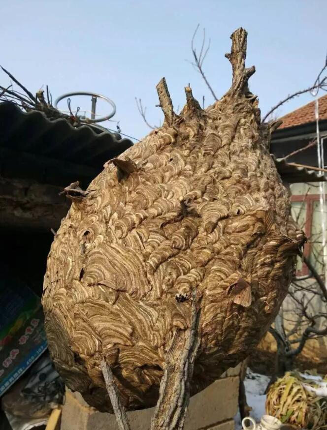 又是宜宾两男子强摘蜂巢造成1死1重伤赔26万马蜂杀伤力大