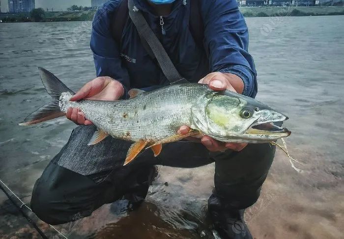 平原江河飛蠅釣大風大浪搏鱤魚