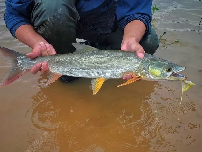 平原江河飞蝇钓大风大浪搏鳡鱼