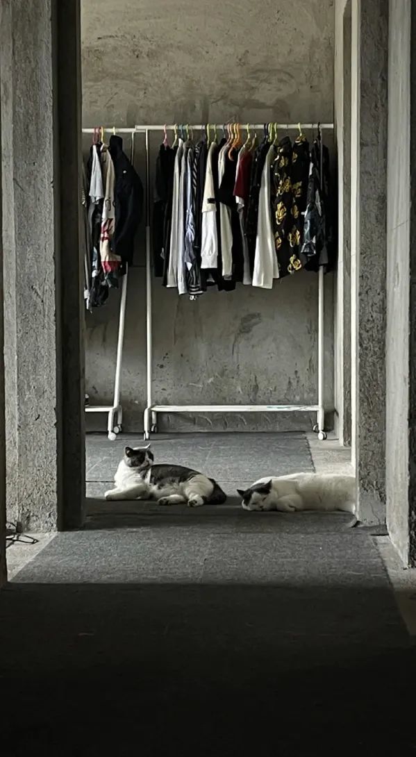 这是什么"家徒四壁"风