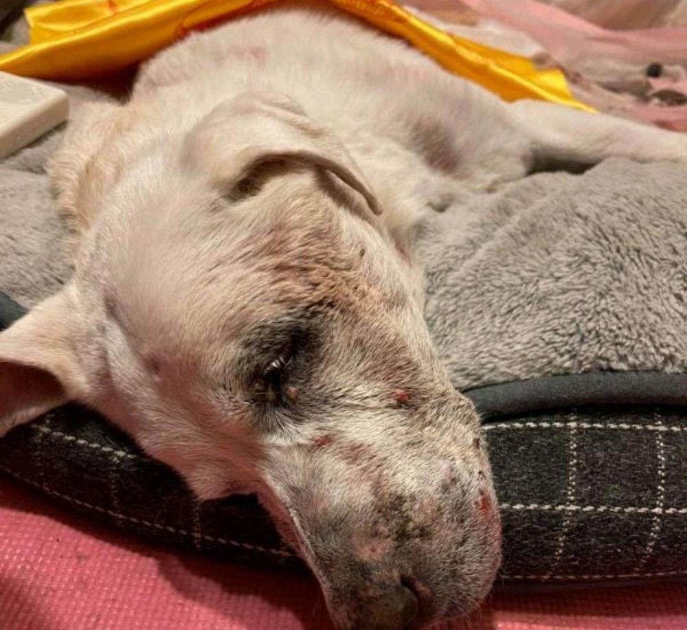 19岁的拉布拉多犬将接受安乐死妈带它再看一次海重温感动回忆