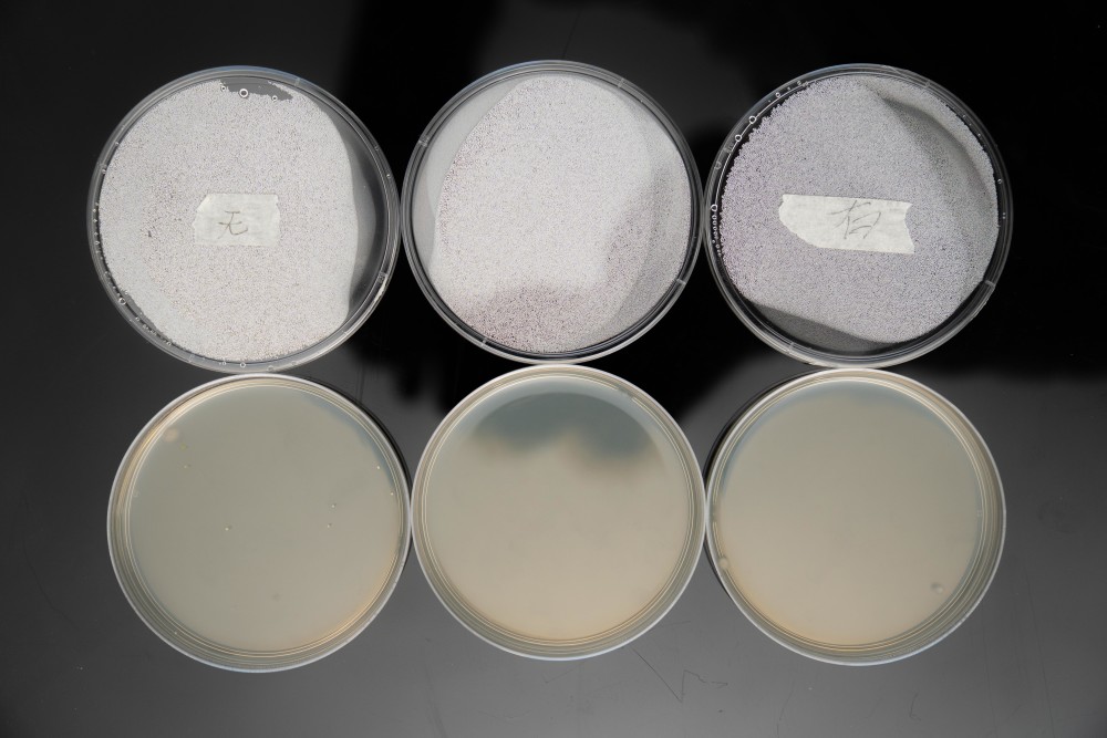 经过两天等待,培养皿已经出结果,最近气温低所以细菌繁殖的很慢,不过