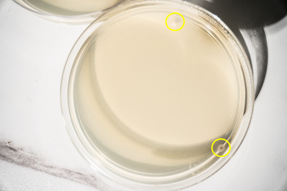 经过两天等待,培养皿已经出结果,最近气温低所以细菌繁殖的很慢,不过