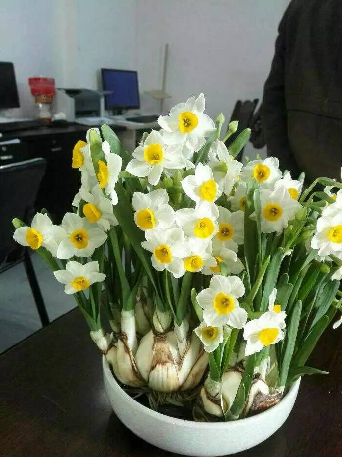 十种 大毒花 家里经常养 越漂亮毒性越大 避开为好 腾讯新闻