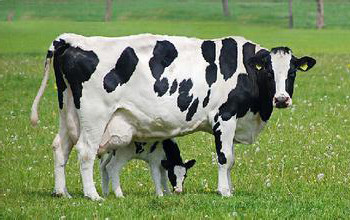 为什么人类会在几千种哺乳动物中选择牛的奶