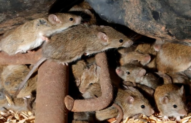 末日要来了?神秘传染病在美爆发,与老鼠有关,纽约已"告急"!