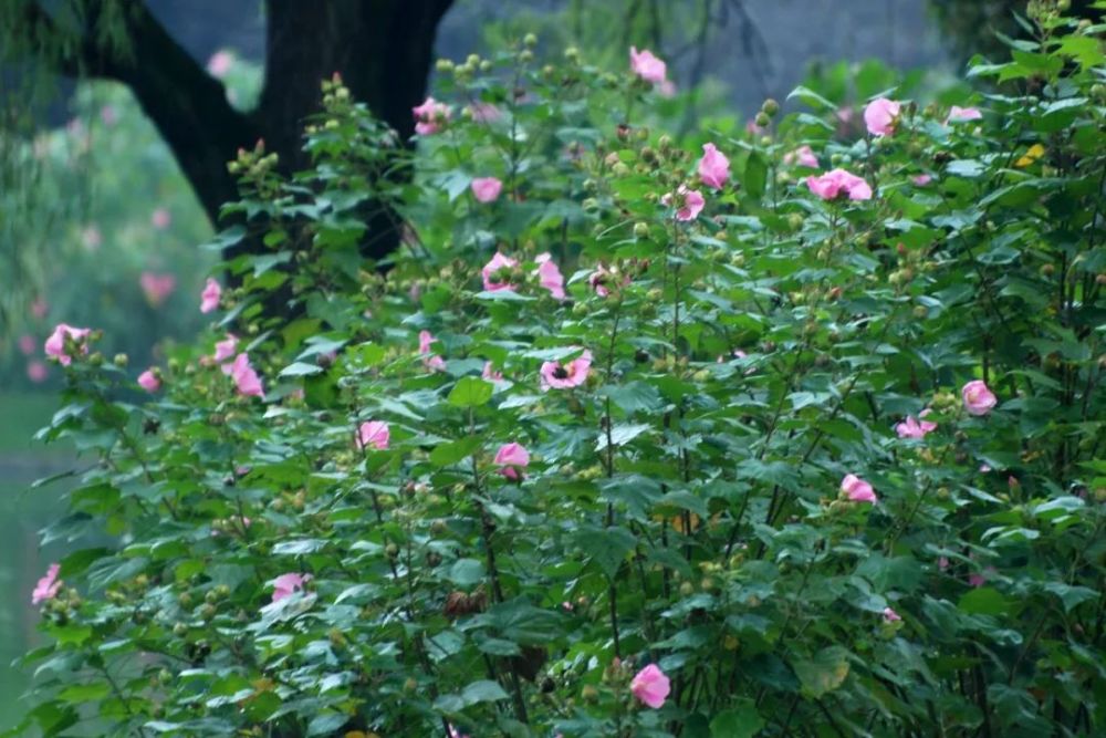 秋风吹拂共青森林公园邂逅超唯美木芙蓉