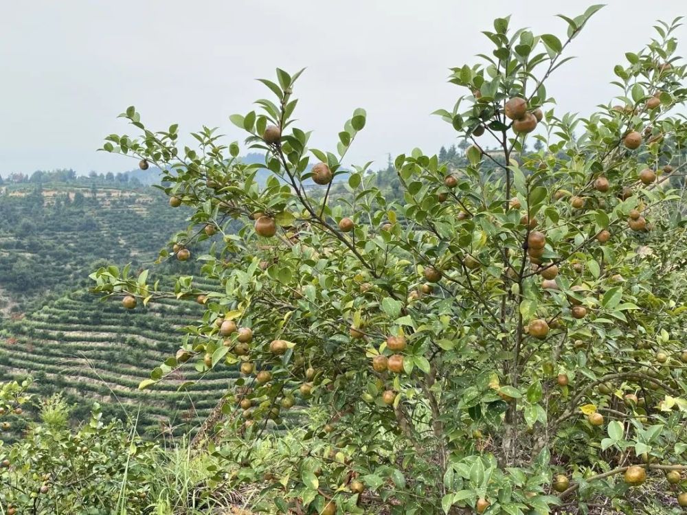 虽然茶叶树也可以产油,但一般没人用来榨油 茶树采茶叶的学名camellia