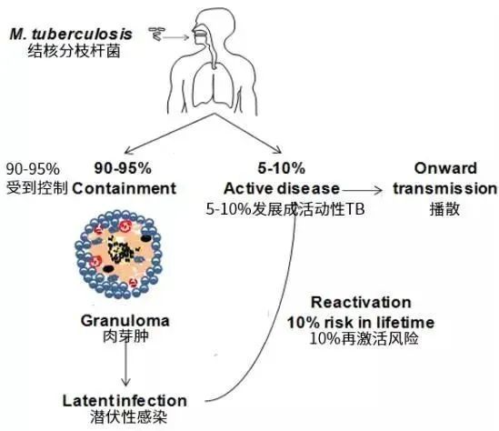 10%的感染者會出現活動性結核,其餘大部分感染者可利用人體免疫反應