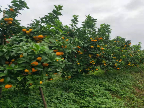 白驛鎮花紅家庭農場200畝金秋砂糖橘豐收在望